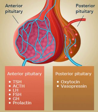 Pituitary gland lobes with its hormones