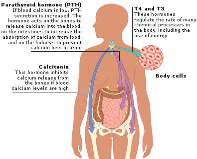 Hormones of thyroid and parathyroid glands