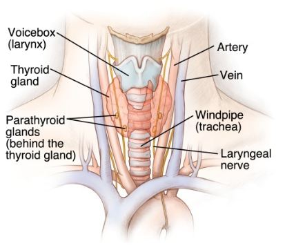Thyroid gland and parathyroid gland
