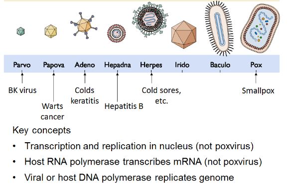 DNA viruses types