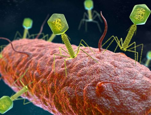 Bacteriophage a model good virus