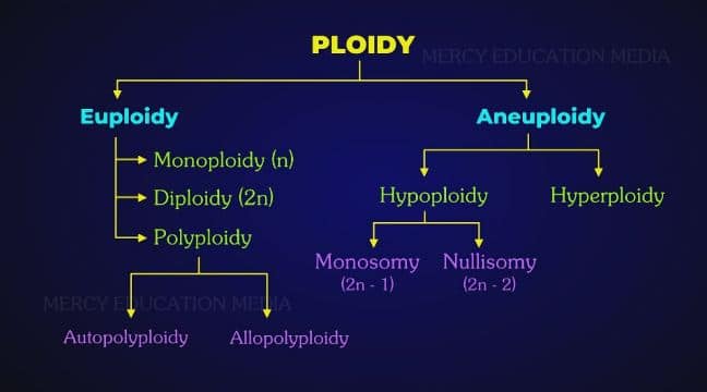 types of numerical chromosomal aberration