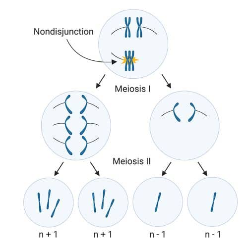 Aneuploidy in meiosis I