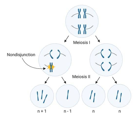 Aneuploidy in meiosis II