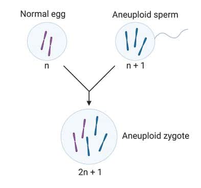 Aneuploidy in mitosis
