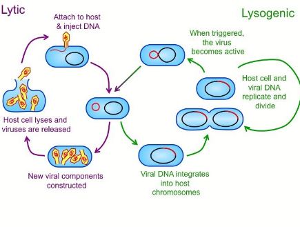 Steps of replication in viruses: Bacteriophage and HIV | Readbiology.com