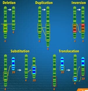 Types of structural chromosomal aberrations