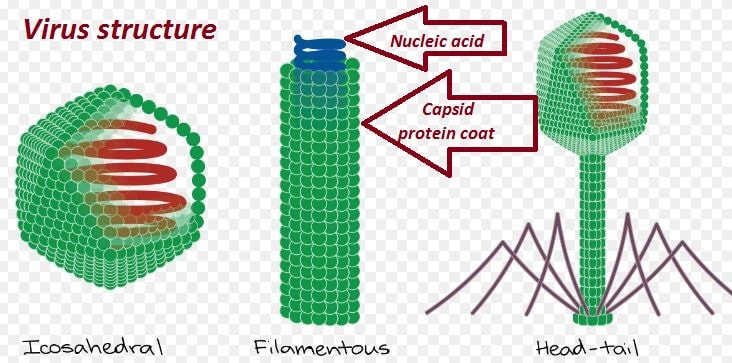 Different capsid types in virus structure