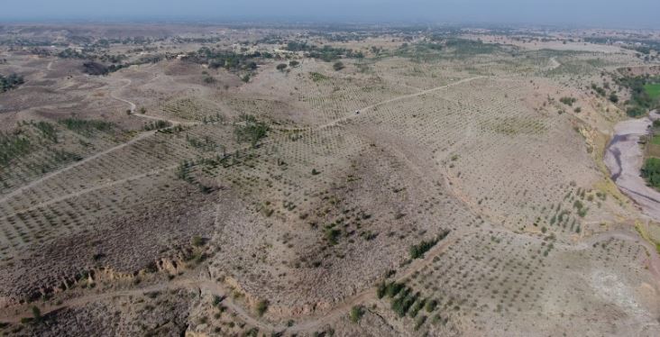 barren land before afforestation project