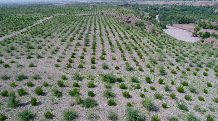 land after afforestation