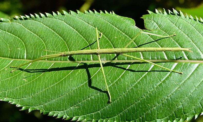 New Zealand's most common stick insect, Clitarchus hookeri 