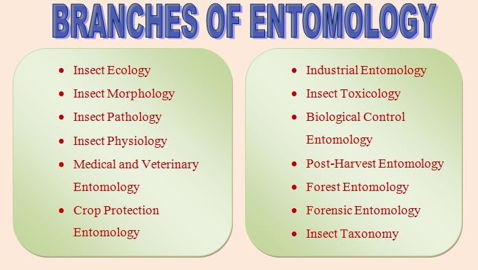 branches-of-entomology-list-of-18-different-types-read-biology