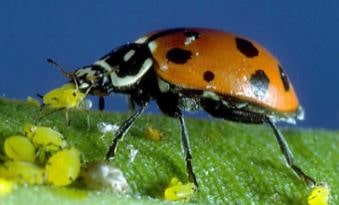 Example of Biological control