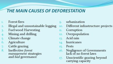 Main causes of deforestation